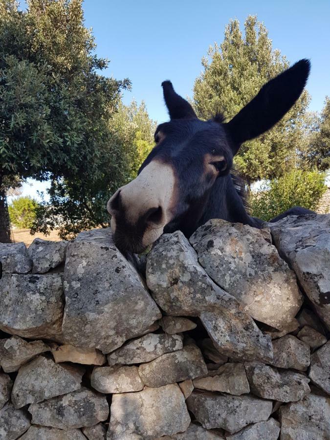 Masseria Gianca 奇斯泰尼诺 外观 照片